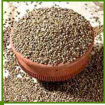 Green Millet Grains (Bajara)